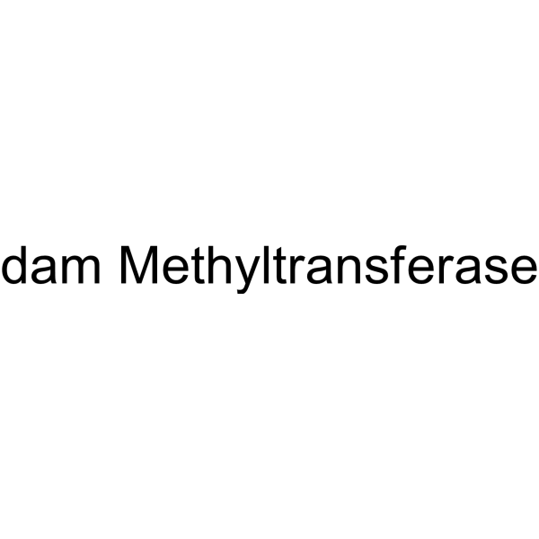 dam Methyltransferase (dam methyltransferase) 69553-52-2